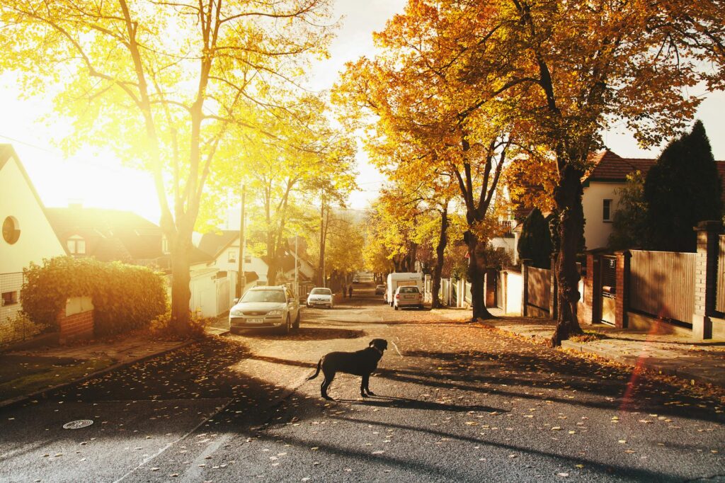 Residential neighbourhood street in Vancouver